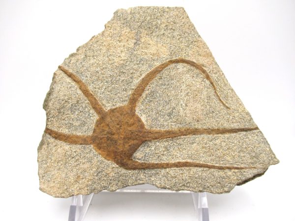 Genuine Ordovician Age Fossil Ophiura Brittle Starfish For Sale from Morocco #7