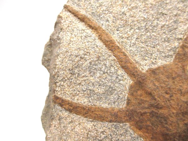 Genuine Ordovician Age Fossil Ophiura Brittle Starfish For Sale from Morocco #7b