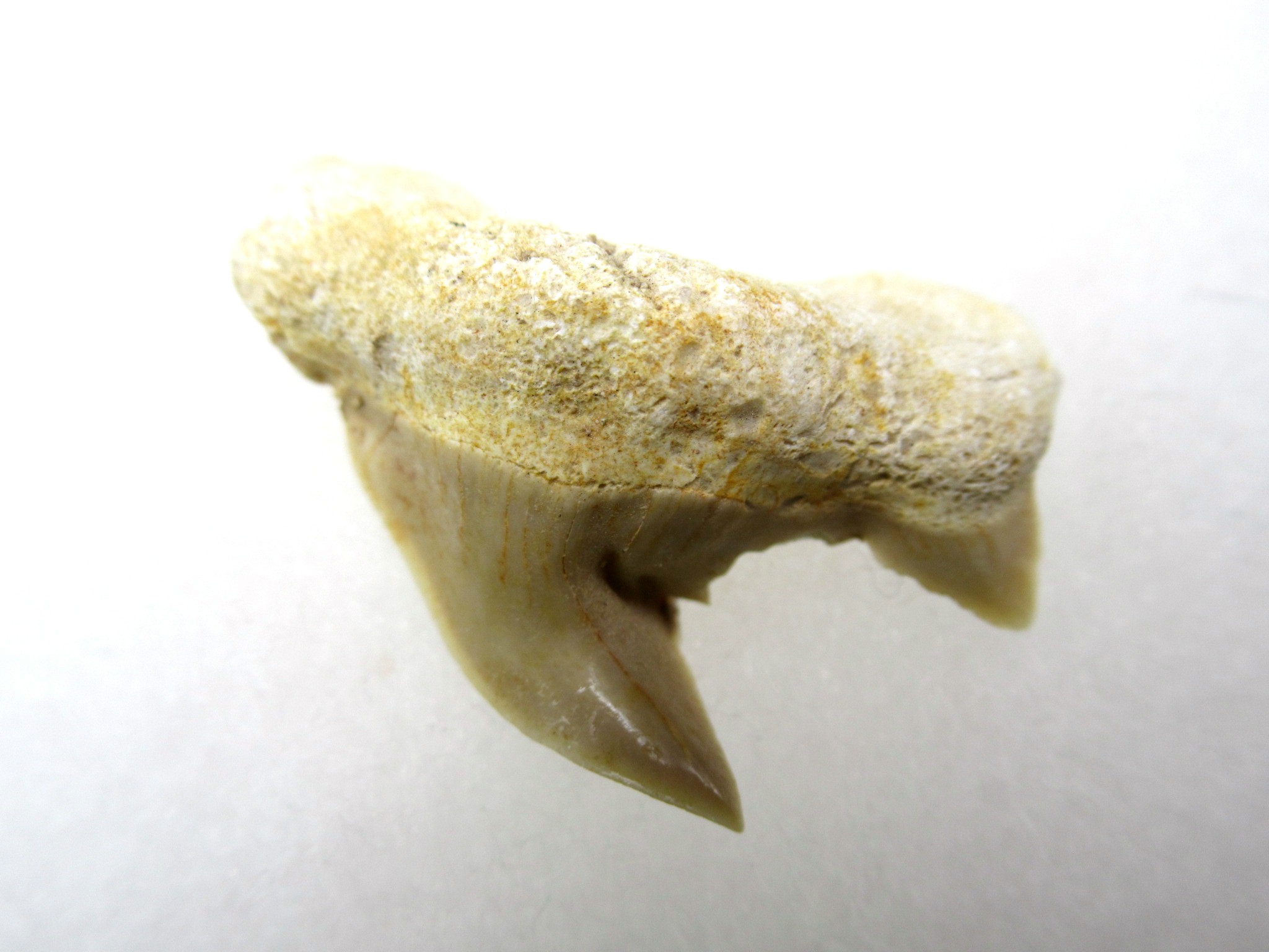 Morocco-Paleocene-Pathological-Otodus-Shark-Tooth-3.jpg | Fossils for Sale Genuine Paleocene Age Pathological Otodus Shark Tooth for sale from Morocco #3