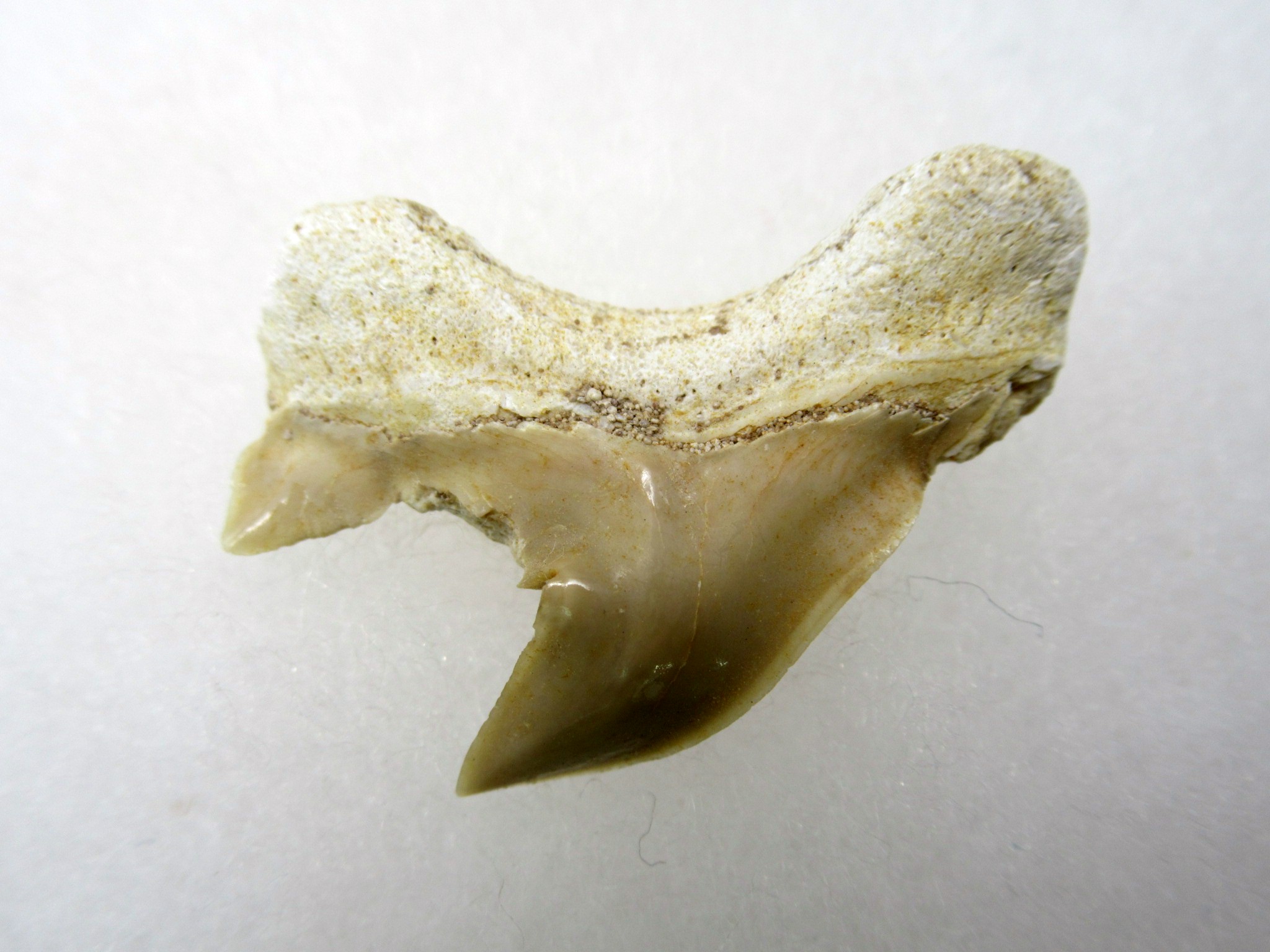 Morocco-Paleocene-Pathological-Otodus-Shark-Tooth-3a.jpg | Fossils for Sale Genuine Paleocene Age Pathological Otodus Shark Tooth for sale from Morocco #3a