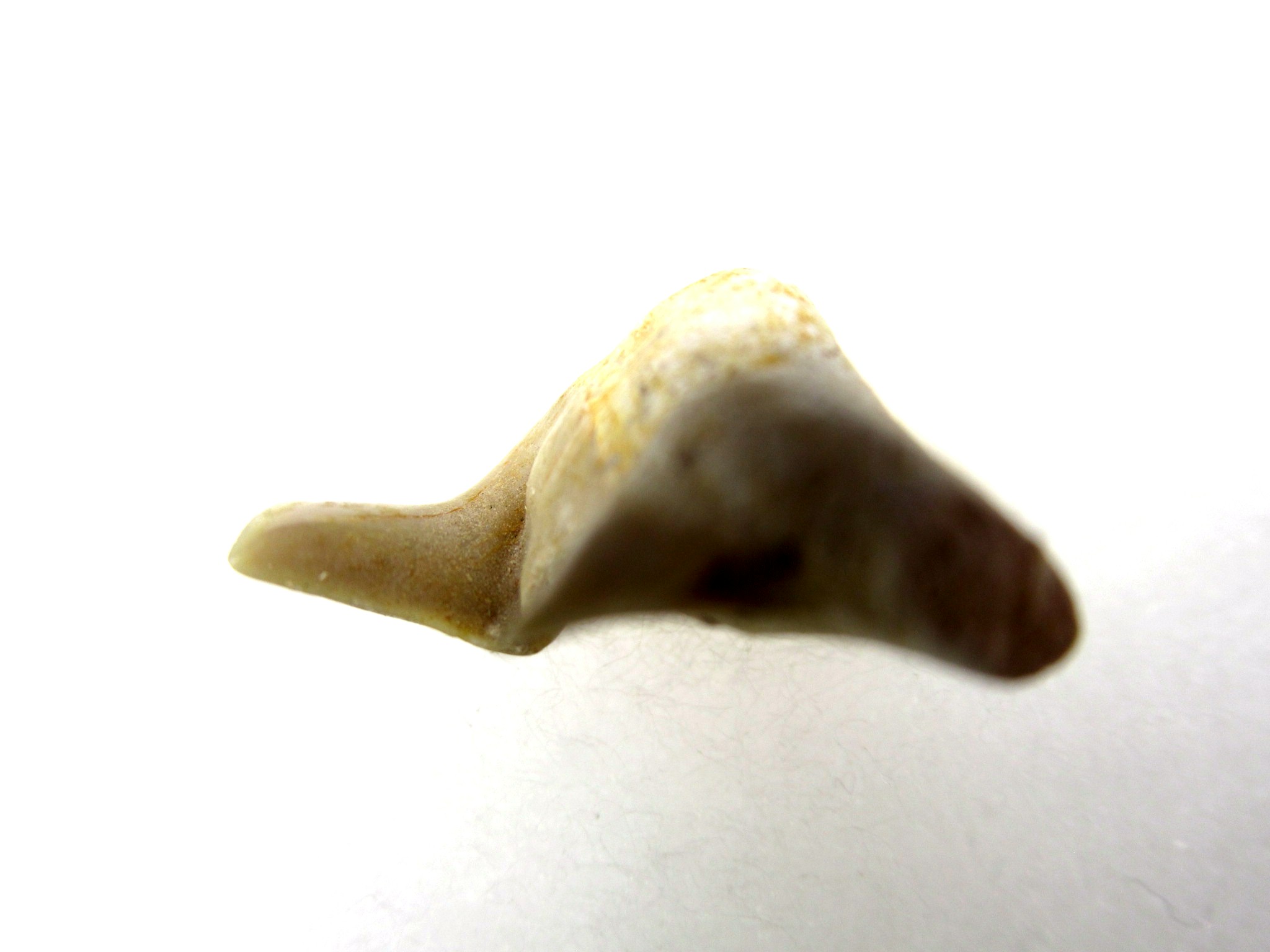 Morocco-Paleocene-Pathological-Otodus-Shark-Tooth-3c.jpg | Fossils for Sale Genuine Paleocene Age Pathological Otodus Shark Tooth for sale from Morocco #3c