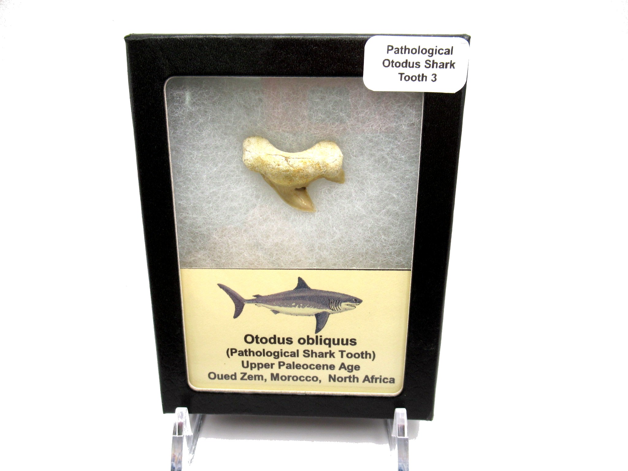 Morocco-Paleocene-Pathological-Otodus-Shark-Tooth-3d.jpg | Fossils for Sale Genuine Paleocene Age Pathological Otodus Shark Tooth for sale from Morocco #3d