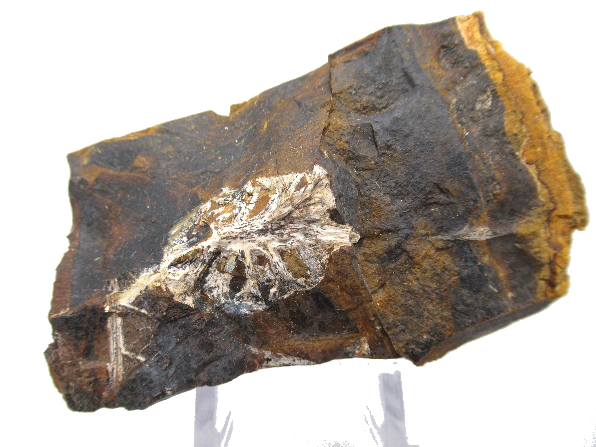 North-Dakota-Paleocene-Palaeocarpinus-Plant-41.jpg | Fossils for Sale