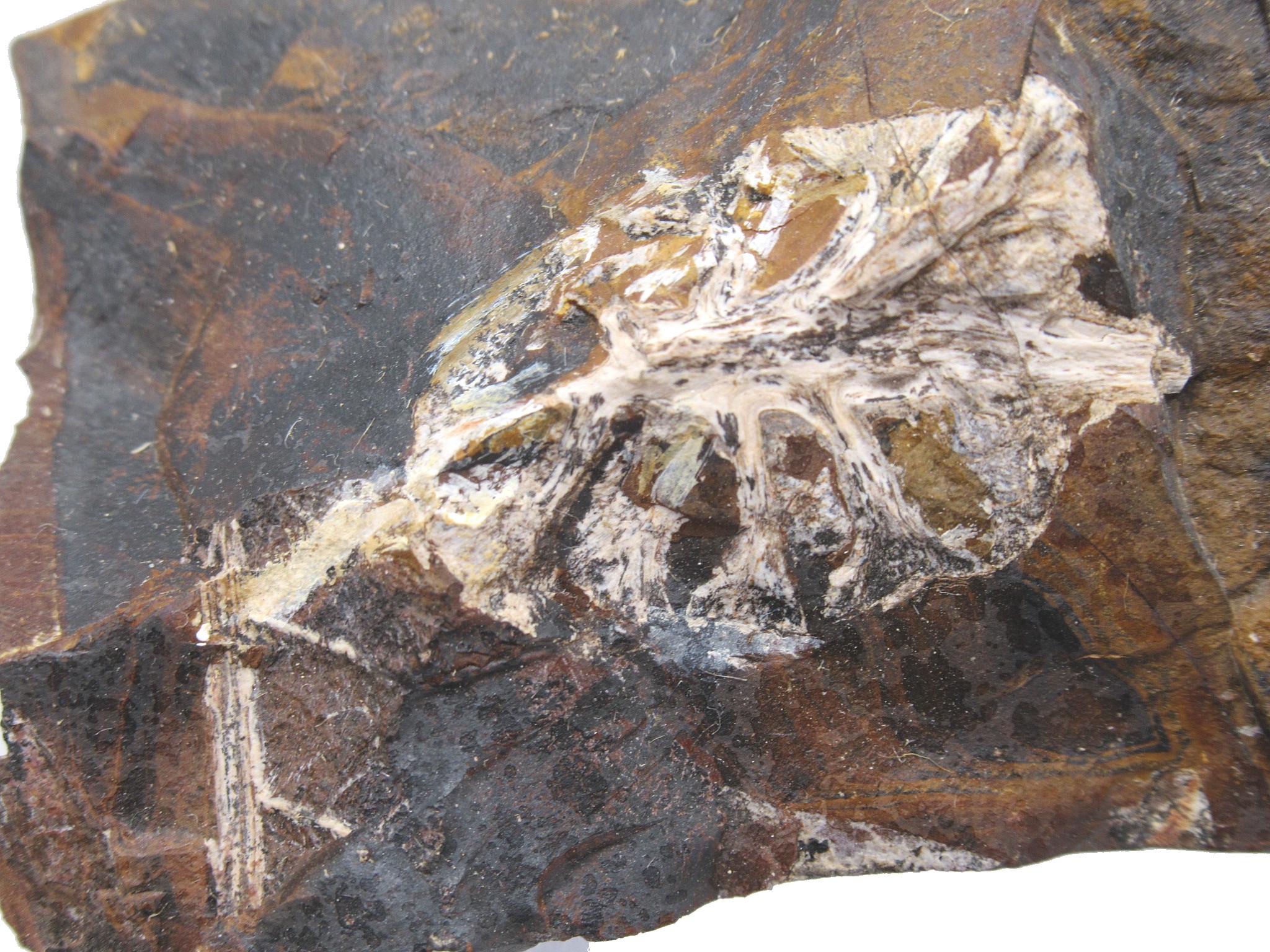 North-Dakota-Paleocene-Palaeocarpinus-Plant-41a.jpg | Fossils for Sale