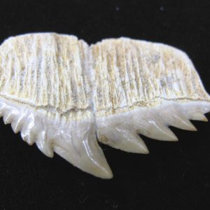 Shark Tooth Hill