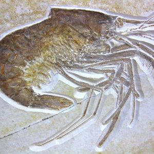 Solnhofen Fossils