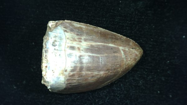 Genuine Triassic Age Phytosaur Reptile Tooth From Texas for Sale #39
