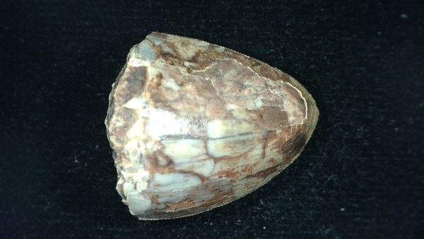 Genuine Triassic Age Phytosaur Reptile Tooth From Texas for Sale #42