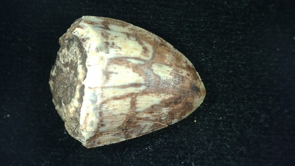 Genuine Triassic Age Phytosaur Reptile Tooth From Texas for Sale #42a