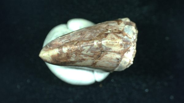 Genuine Triassic Age Phytosaur Reptile Tooth From Texas for Sale #42b