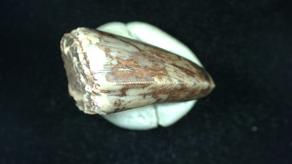 Genuine Triassic Age Phytosaur Reptile Tooth From Texas for Sale #42c