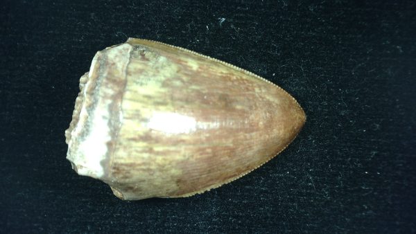 Genuine Triassic Age Phytosaur Reptile Tooth From Texas for Sale #46