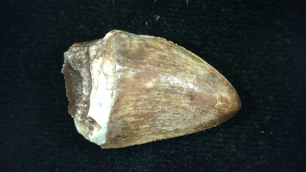 Genuine Triassic Age Phytosaur Reptile Tooth From Texas for Sale #46a