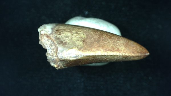 Genuine Triassic Age Phytosaur Reptile Tooth From Texas for Sale #46b