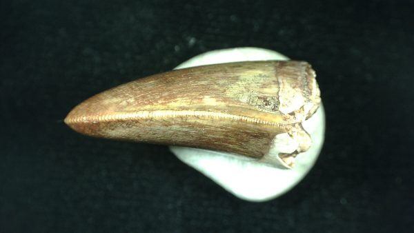 Genuine Triassic Age Phytosaur Reptile Tooth From Texas for Sale #46c