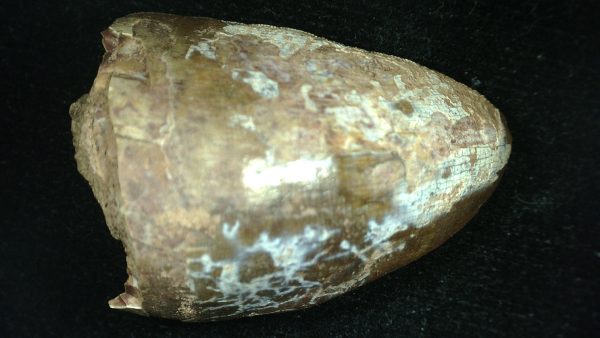 Genuine Triassic Age Phytosaur Reptile Tooth From Texas for Sale #50