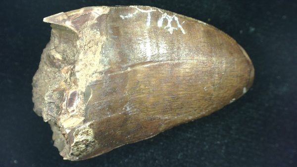 Genuine Triassic Age Phytosaur Reptile Tooth From Texas for Sale #50a