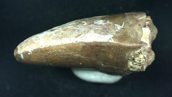 Genuine Triassic Age Phytosaur Reptile Tooth From Texas for Sale #50b