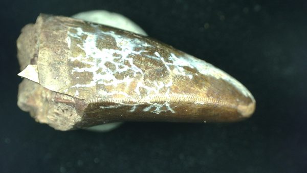 Genuine Triassic Age Phytosaur Reptile Tooth From Texas for Sale #50c