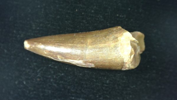 Genuine Triassic Age Phytosaur Reptile Tooth From Texas for Sale #51b