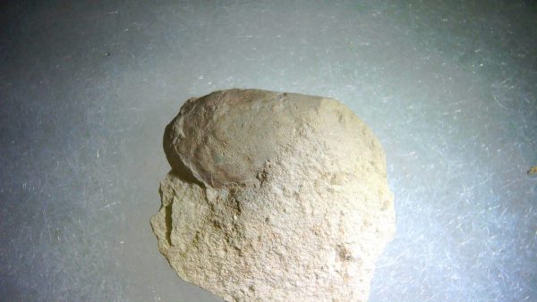 Genuine Oligocene Turtle Egg in Matrix From Wyoming For Sale #6a