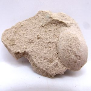 Genuine Oligocene Turtle Egg in Matrix From Wyoming For Sale #6b