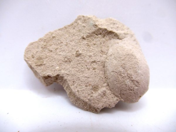 Genuine Oligocene Turtle Egg in Matrix From Wyoming For Sale #6b
