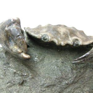 Crustacean Fossils