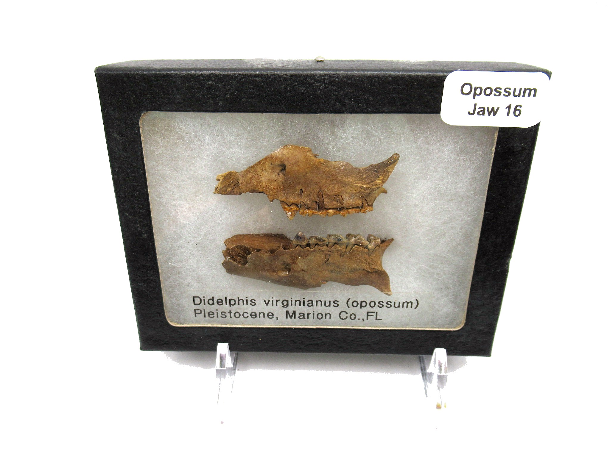 Pleistocene Didelphis Opossum Jaw 16 Fossils For Sale