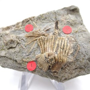 Gilmore City Iowa Crinoid #100