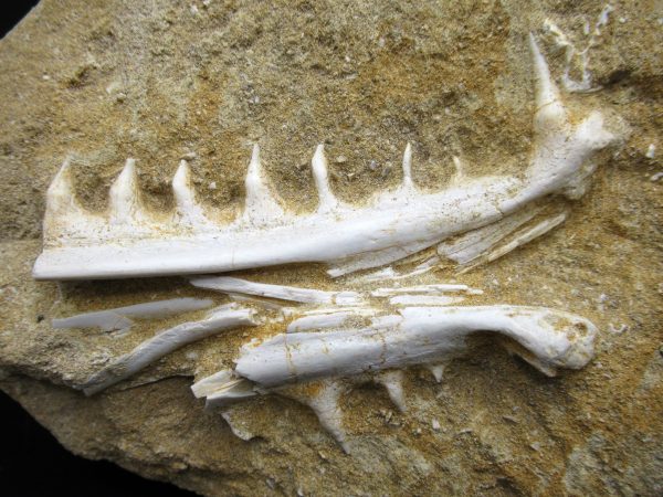 Genuine Eocene Age Fossil Enchodus Fish Jaw For Sale from Morocco #8a