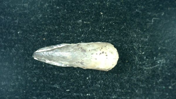 Genuine Fossil Trimerorhacis Amphibian Bone from Oklahoma for Sale #27