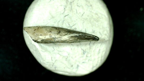 Genuine Fossil Trimerorhacis Amphibian Bone from Oklahoma for Sale #27c