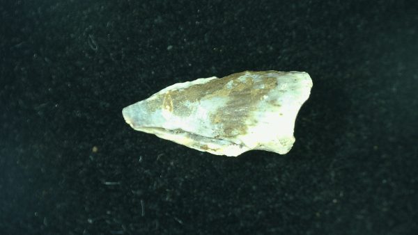 Genuine Fossil Trimerorhacis Amphibian Bone from Oklahoma for Sale #28