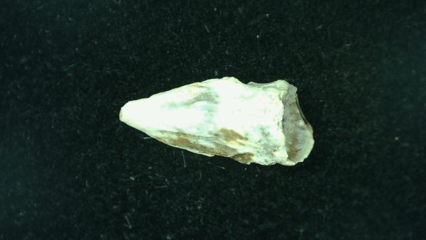 Genuine Fossil Trimerorhacis Amphibian Bone from Oklahoma for Sale #28a