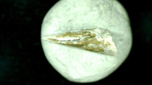 Genuine Fossil Trimerorhacis Amphibian Bone from Oklahoma for Sale #28b