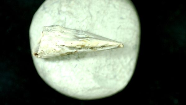 Genuine Fossil Trimerorhacis Amphibian Bone from Oklahoma for Sale #28c