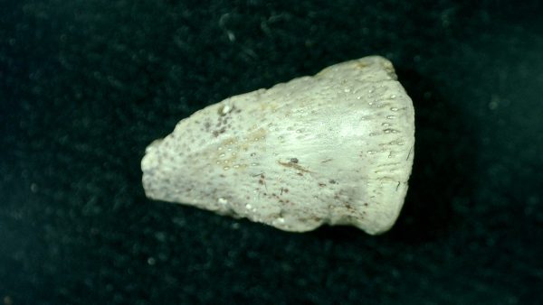 Genuine Fossil Permian Diadectes Claw from Texas for Sale #1