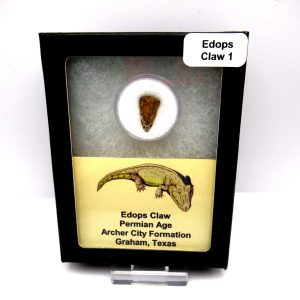 Genuine Fossil Permian Edops Claw from Texas for Sale #1d