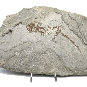 Genuine Fossil Miocene Age Chelotriton Amphibian from Bosnia for Sale #2