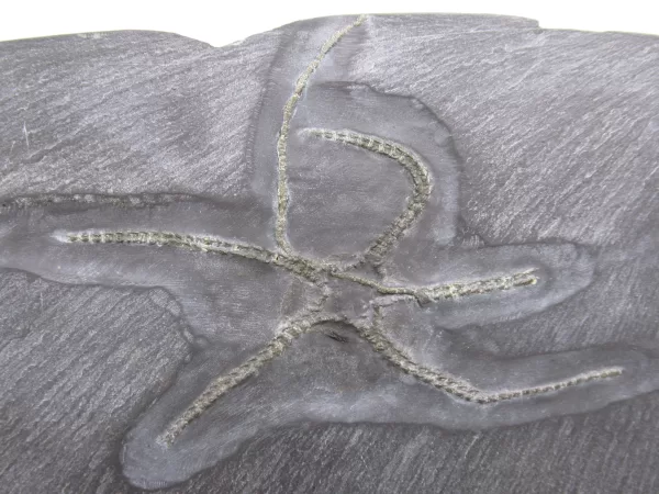 Genuine Devonian Age Furcaster Brittle Star Fossil for Sale from Germany #2a