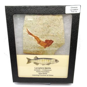 China Jurassic-Cretaceous Lycoptera Fish 15b | Fossils for Sale Genuine Jurassic to Cretaceous Age Lycoptera Fish Fossil for Sale from China #15b