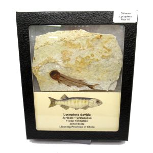 China Jurassic-Cretaceous Lycoptera Fish 16b | Fossils for Sale Genuine Jurassic to Cretaceous Age Lycoptera Fish Fossil for Sale from China #16b