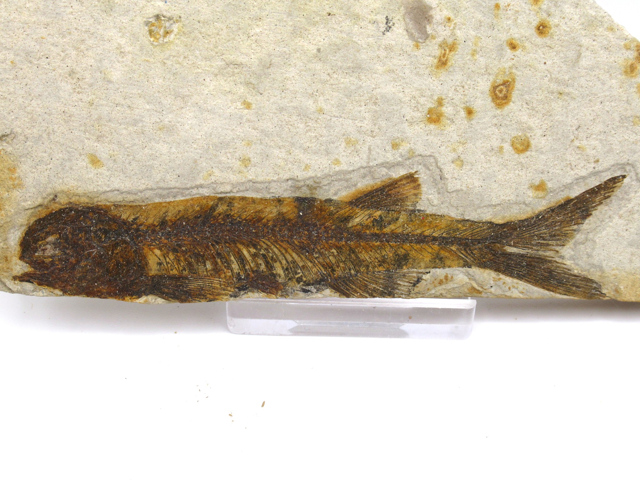 China Jurassic-Cretaceous Lycoptera Fish 18a | Fossils for Sale Genuine Jurassic to Cretaceous Age Lycoptera Fish Fossil for Sale from China #18a