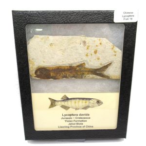 China Jurassic-Cretaceous Lycoptera Fish 18b | Fossils for Sale Genuine Jurassic to Cretaceous Age Lycoptera Fish Fossil for Sale from China #18b