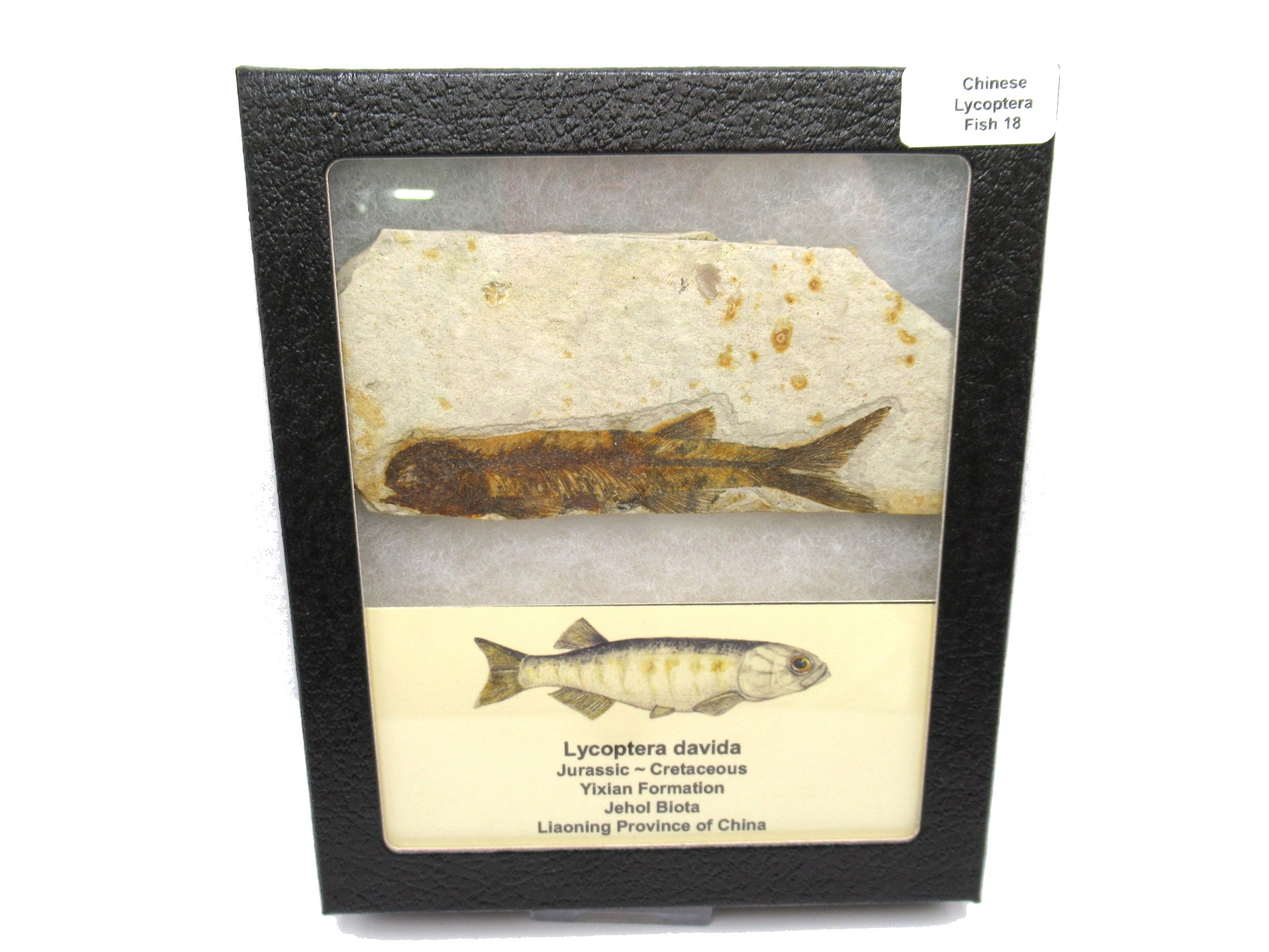 China Jurassic-Cretaceous Lycoptera Fish 18b | Fossils for Sale Genuine Jurassic to Cretaceous Age Lycoptera Fish Fossil for Sale from China #18b