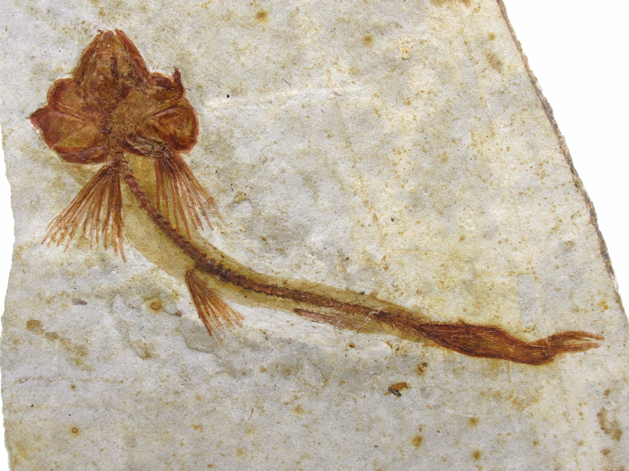 China Jurassic-Cretaceous Lycoptera Fish 19a | Fossils for Sale Genuine Jurassic to Cretaceous Age Lycoptera Fish Fossil for Sale from China #19a