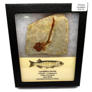 China Jurassic-Cretaceous Lycoptera Fish 19b | Fossils for Sale Genuine Jurassic to Cretaceous Age Lycoptera Fish Fossil for Sale from China #19b