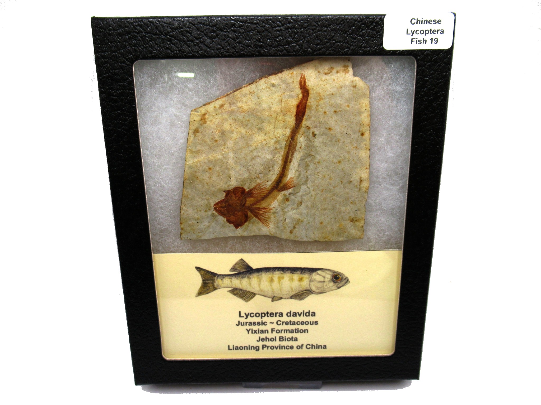 China Jurassic-Cretaceous Lycoptera Fish 19b | Fossils for Sale Genuine Jurassic to Cretaceous Age Lycoptera Fish Fossil for Sale from China #19b