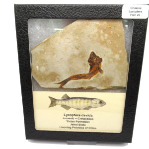 China Jurassic-Cretaceous Lycoptera Fish 20 | Fossils for Sale Genuine Jurassic to Cretaceous Age Lycoptera Fish Fossil for Sale from China #20